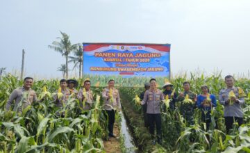 Polsek Teluknaga Panen Jagung Manis 1 Hektare, Hasilnya Dijual ke Warga dan Pasar