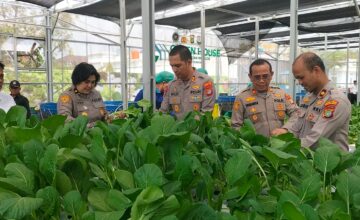 Polda Metro Jaya Panen 82 Kilogram Pakcoy untuk Dukung Program Makan Bergizi Gratis